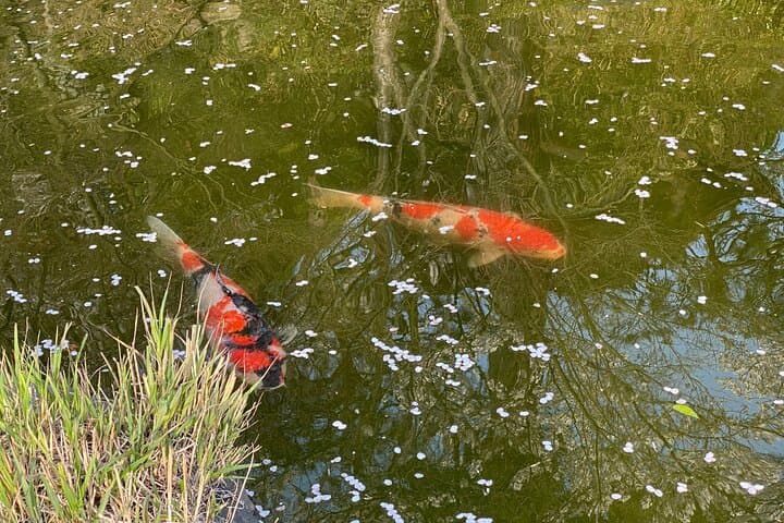 Private Kyoto Early Bird English Tour: Gion(Geisha) & Higashiyama — photo 14