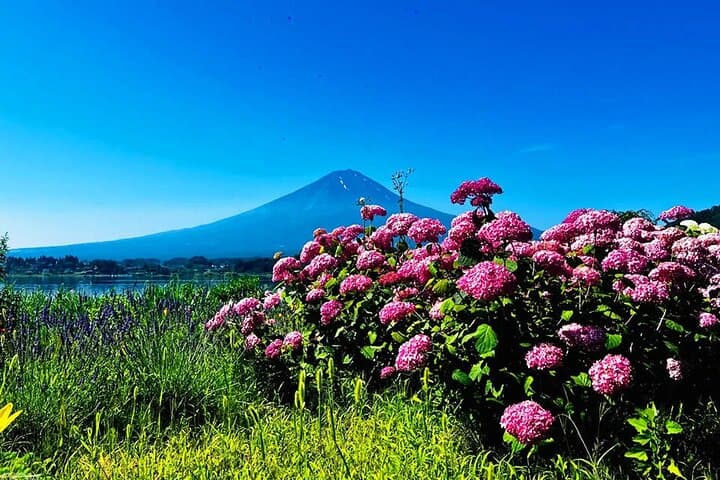 Kawaguchiko & Mt. Fuji Day Tour: Seasonal Flower with Kusa Mochi — photo 16
