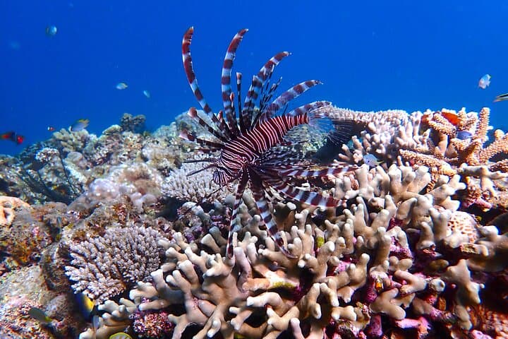 【Okinawa Post-Ishigaki Island / Sea Turtle】 Diving for 2 persons only - Novices / No License Available - — photo 8