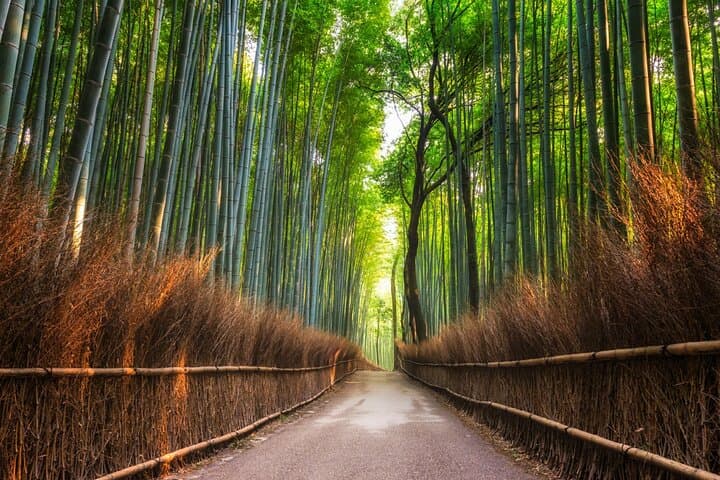 Kyoto Essentials Private Tour: Perfect for First-Time Visitors — photo 10