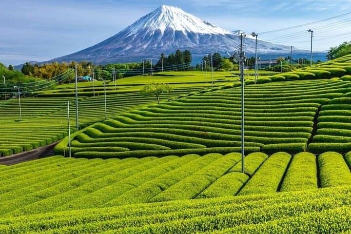 Tokyo to Mount Fuji Private Guided Experiences — photo 5