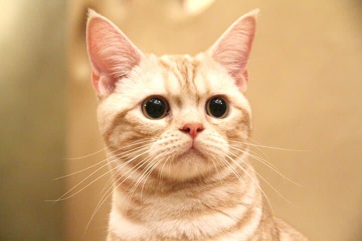 Tokyo Cat Café in Kichijoji - Forest Themed — photo 3