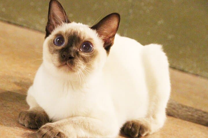 Tokyo Cat Café in Kichijoji - Forest Themed — photo 4