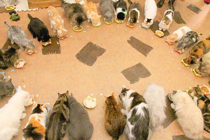 Tokyo Cat Café in Kichijoji - Forest Themed — photo 6