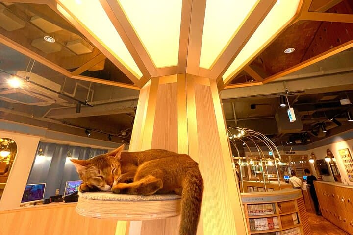 Tokyo Night Tour: Shinjuku Cat Cafe, 3D Cat & Original 3D Latte — photo 6