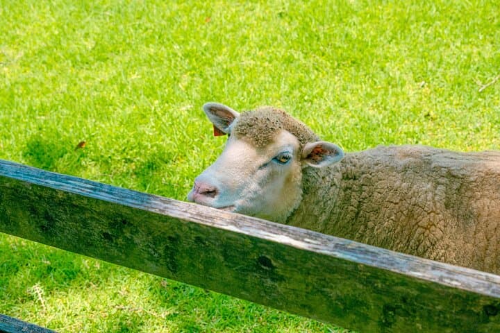 From Tokyo Mt.Fuji, Lake Kawaguchi, Makaino Farm day tour — photo 13