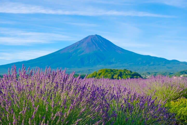 From Tokyo Mt.Fuji, Lake Kawaguchi, Makaino Farm day tour — photo 18