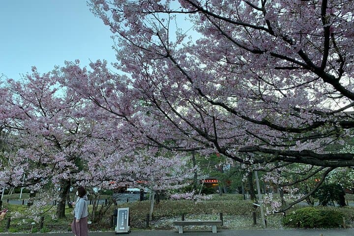 Private Tokyo Cherry Blossom Tour – Custom Sakura Viewing Spots — photo 3
