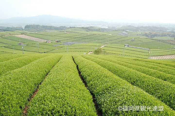 Yanagawa River Cruise and Yame Tea Fukuoka Private Tour — photo 8