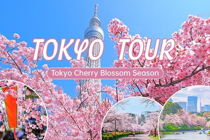 Tokyo City Cherry Blossom Private Sightseeing Tour — photo 1
