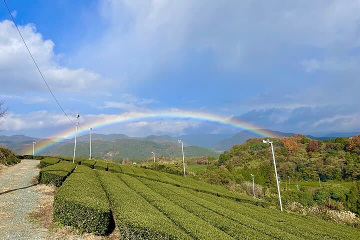 Yame Tea and Japanese Sake Tour Fukuoka Private Tour — photo 6