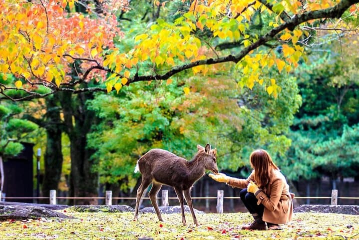 Nara Deer Park, Uji Matcha, & Hot Spring Full-Day Tour from Osaka — photo 4