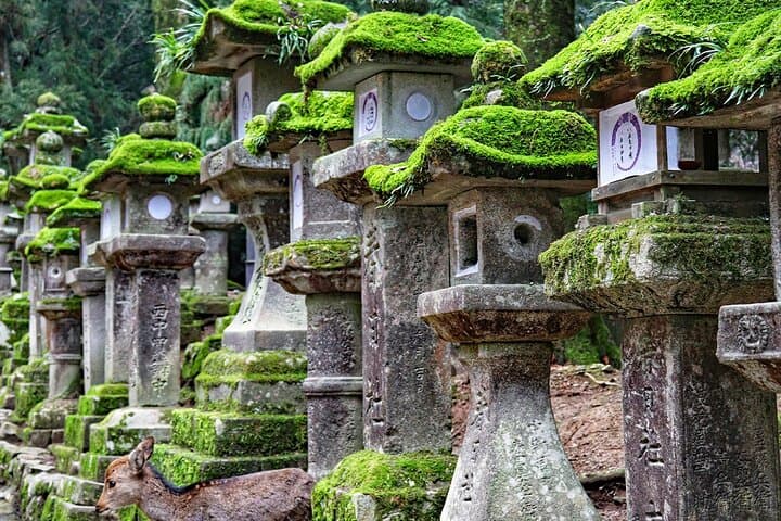 Nara Deer Park, Uji Matcha, & Hot Spring Full-Day Tour from Osaka — photo 12