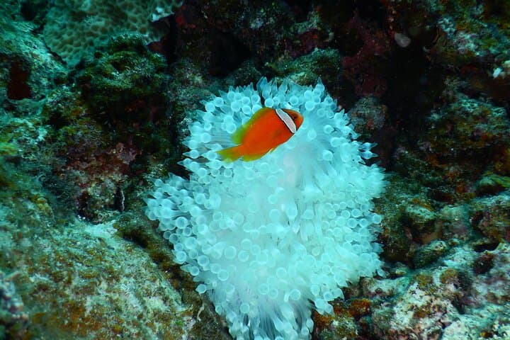 【1st】Private Diving Experience at Ishigaki Island - Novices welcome!～ — photo 12