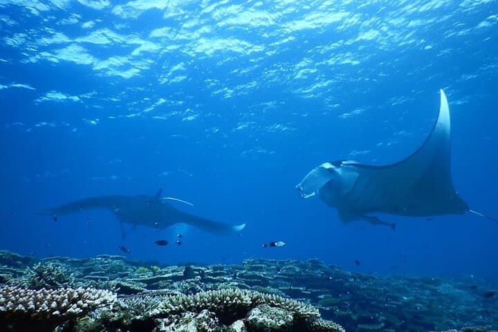 【1st】Private Diving Experience at Ishigaki Island - Novices welcome!～ — photo 7