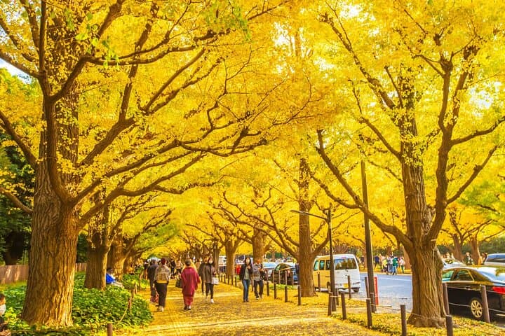 Tokyo Autumn Colors Gardens Shrines and Tea Tour — photo 1