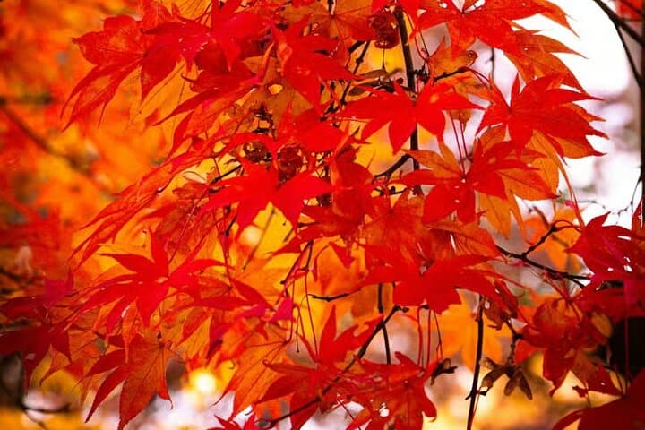 Tokyo Autumn Colors Gardens Shrines and Tea Tour — photo 2