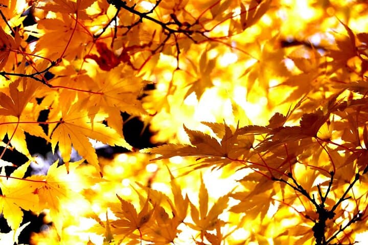 Tokyo Autumn Colors Gardens Shrines and Tea Tour — photo 4