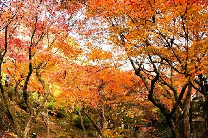 Tokyo Autumn Colors Gardens Shrines and Tea Tour — photo 5
