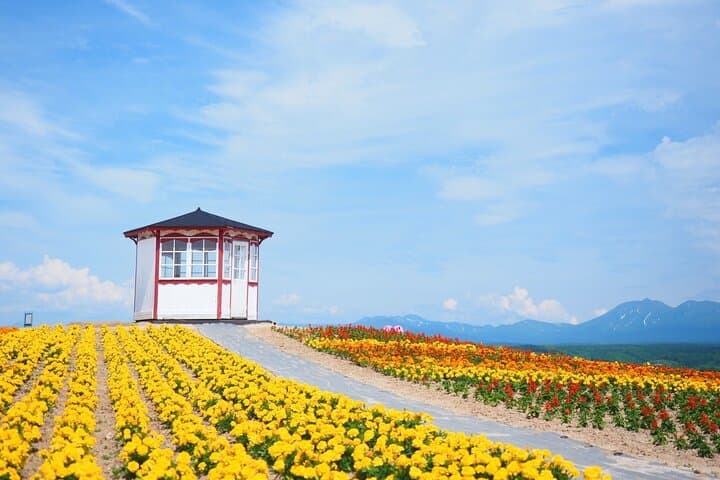 Hokkaido Furano Lavender & Biei Blue Pond Tour with Lunch — photo 4