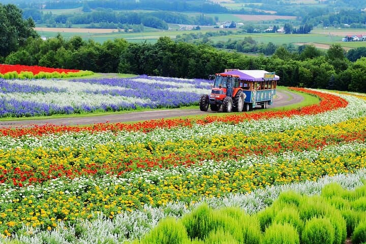 Hokkaido Furano Lavender & Biei Blue Pond Tour with Lunch — photo 14