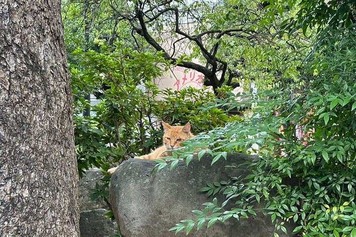 Cats & Hidden Alleyways: a Kitty-themed Walking Tour in Nagasaki — photo 3
