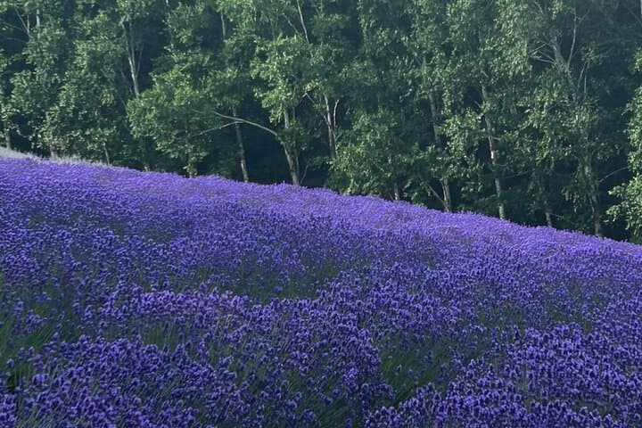 Hokkaido Biei Private Tour — photo 2