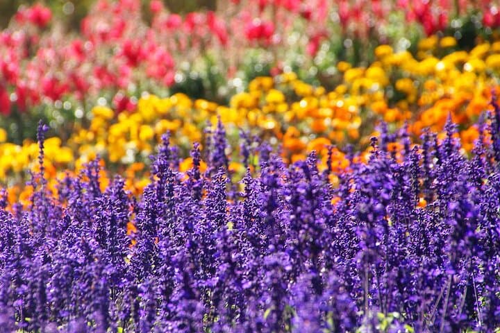 Farm Tomita Shikisai Hill Blue pond with optional Buffet| Sapporo — photo 11