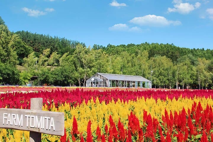 Farm Tomita Shikisai Hill Blue pond with optional Buffet| Sapporo — photo 12