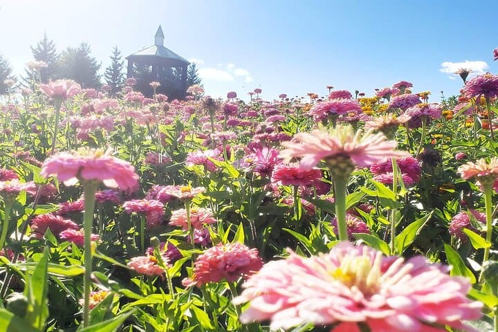 Farm Tomita Shikisai Hill Blue pond with optional Buffet| Sapporo — photo 13