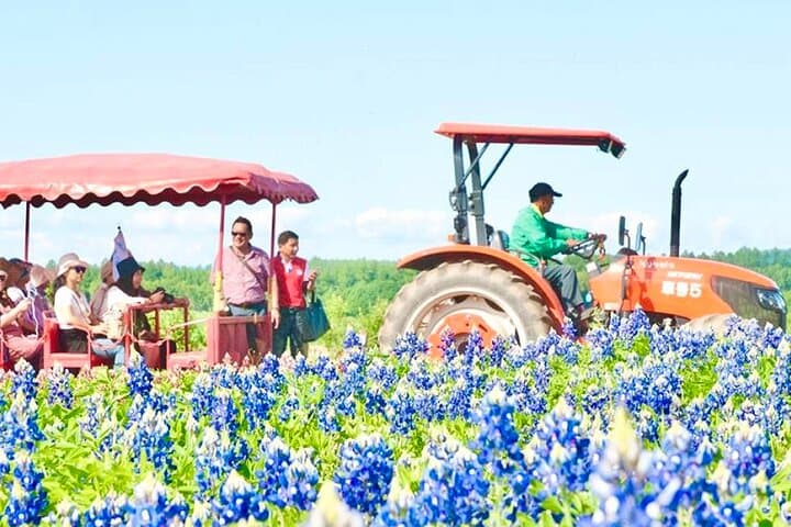 Farm Tomita Shikisai Hill Blue pond with optional Buffet| Sapporo — photo 14