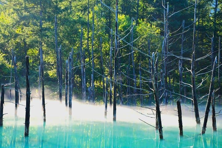 Farm Tomita Shikisai Hill Blue pond with optional Buffet| Sapporo — photo 16