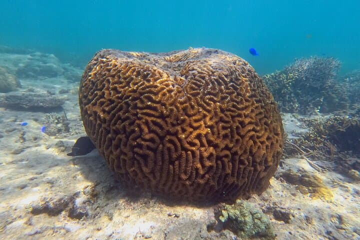 Okinawa - Kayak & Snorkel Private Tour in Yanbaru (North Okinawa) — photo 4