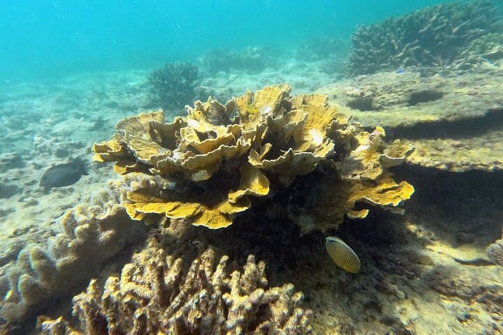 Okinawa - Kayak & Snorkel Private Tour in Yanbaru (North Okinawa) — photo 9
