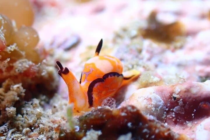Experience Dry Suit Diving : 1 Beach + 1 Boat Dive in Kushimoto — photo 2