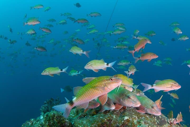 Experience Dry Suit Diving : 1 Beach + 1 Boat Dive in Kushimoto — photo 4