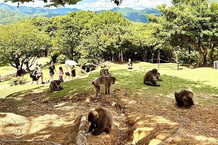 Bamboo Grove Temple and Garden Views Tour — photo 19