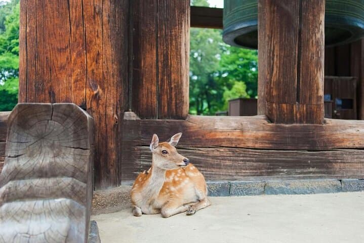 Nara Afternoon guided Tour from Osaka or Kyoto — photo 13