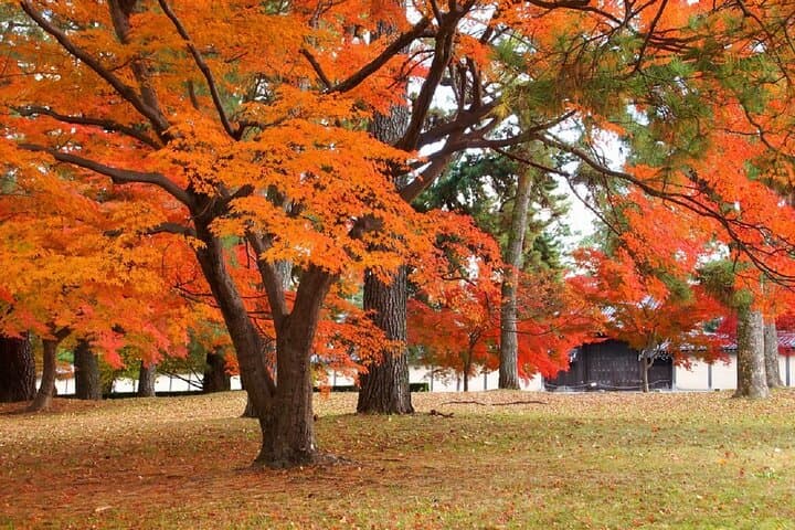 Kyoto Imperial Palace & Nijo Castle Guided Walking Tour - 3 Hours — photo 18