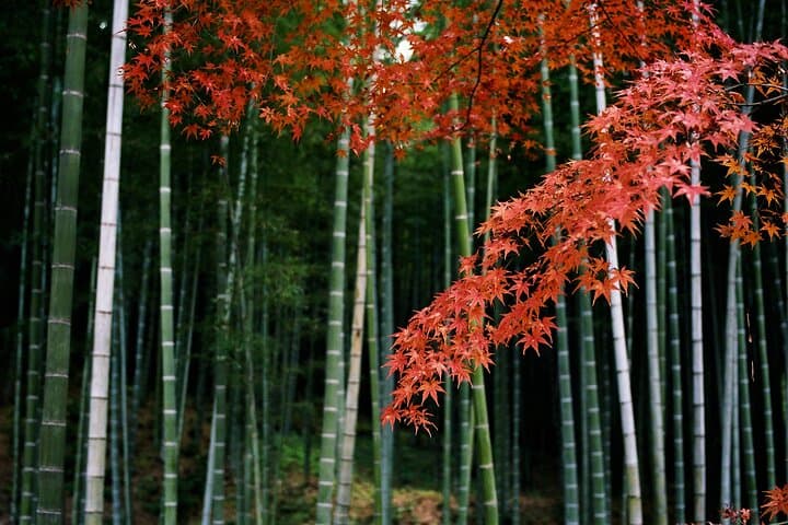 Kyoto's Arashiyama Bamboo Grove: 3-Hour Guided Tour — photo 3