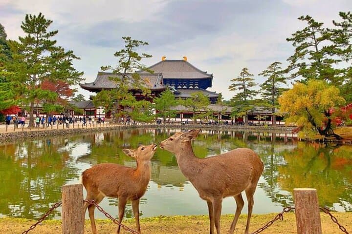 Nara and Osaka Tour from Osaka or Kobe Port — photo 5