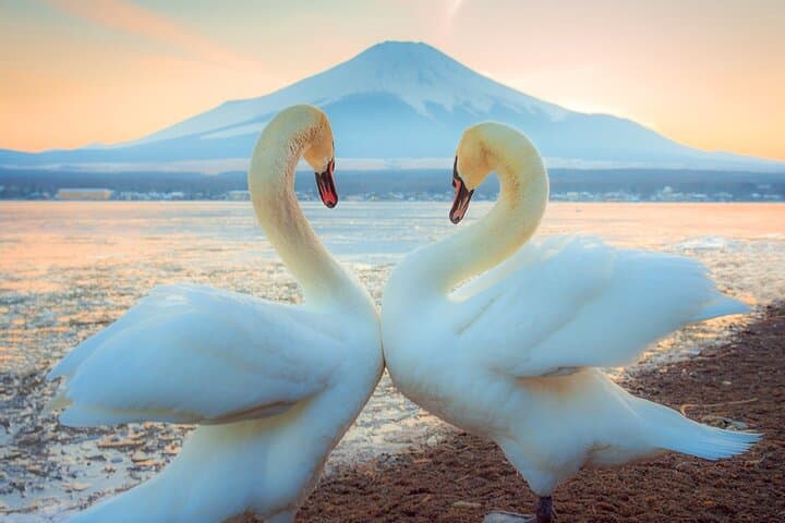 Full Day Tour at Mt. Fuji, Onsen, Lake Kawaguchi and Yamanaka — photo 2