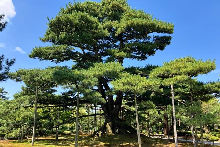 Kenrokuen Garden & Kanazawa Castle Walking Tour — photo 18