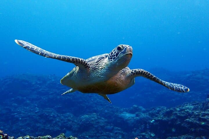 Turtle Snorkeling in Ishigaki - Fluent English! Small Group!