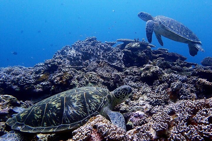 Turtle Snorkeling in Ishigaki - Fluent English! Small Group! — photo 13