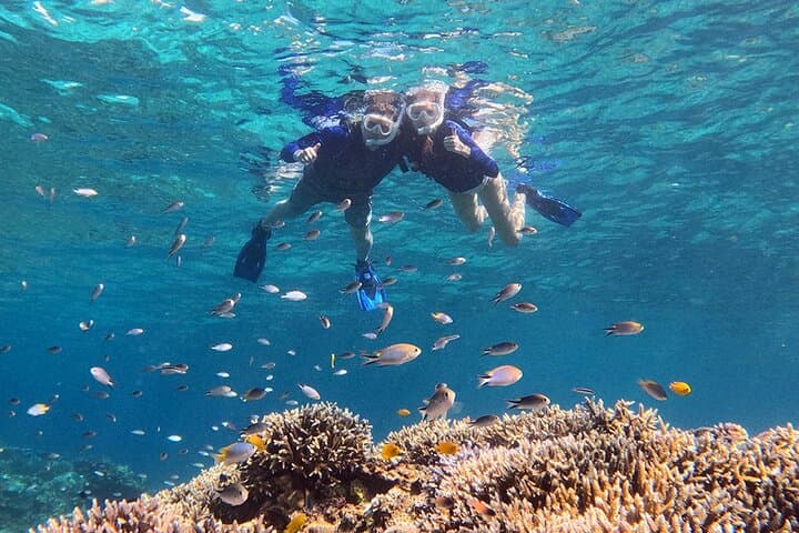 Turtle Snorkeling in Ishigaki - Fluent English! Small Group! — photo 14