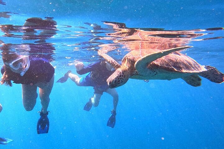 Turtle Snorkeling in Ishigaki - Fluent English! Small Group! — photo 3