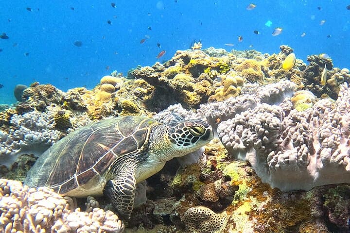 Turtle Snorkeling in Ishigaki - Fluent English! Small Group! — photo 4