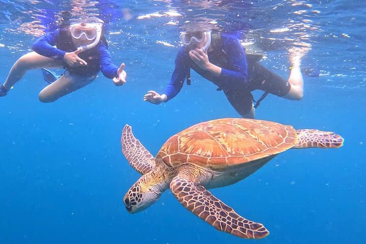 Turtle Snorkeling in Ishigaki - Fluent English! Small Group! — photo 5