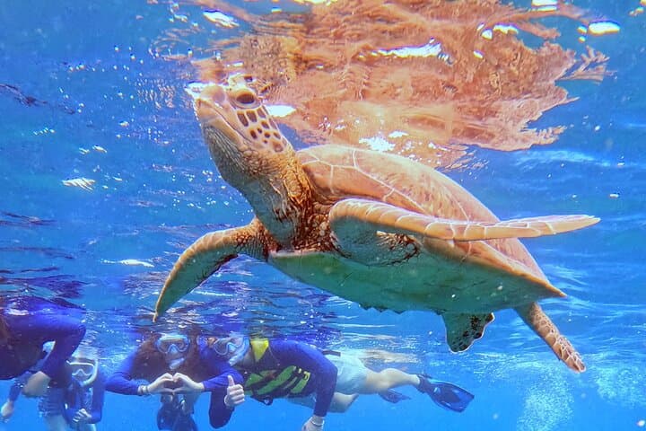 Turtle Snorkeling in Ishigaki - Fluent English! Small Group! — photo 7